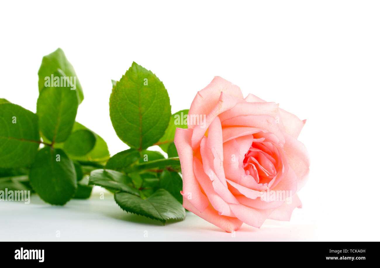 Pink rose isolated on white Stock Photo - Alamy
