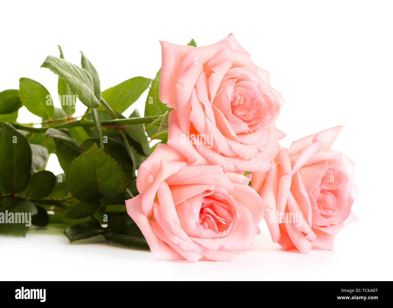 Pink roses isolated on white Stock Photo - Alamy