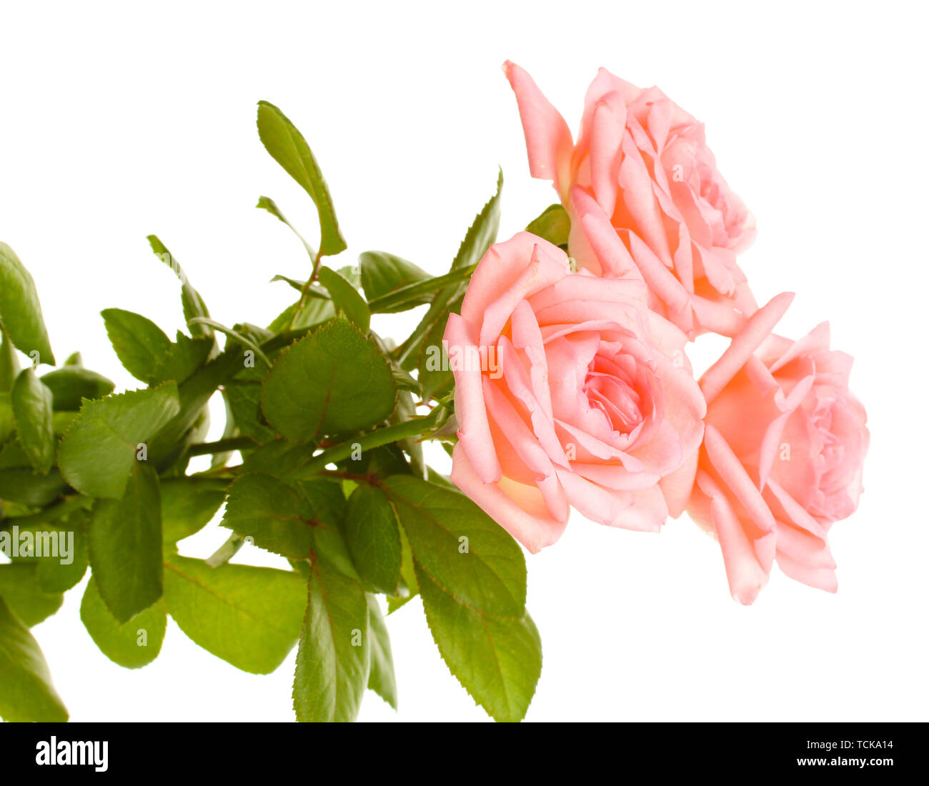Pink roses isolated on white Stock Photo - Alamy