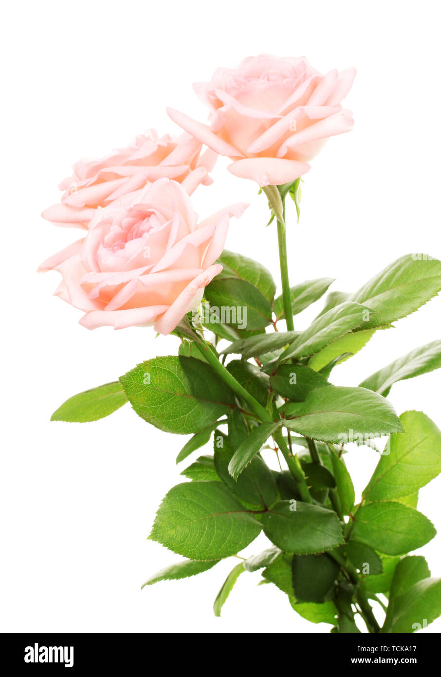 Pink roses isolated on white Stock Photo - Alamy