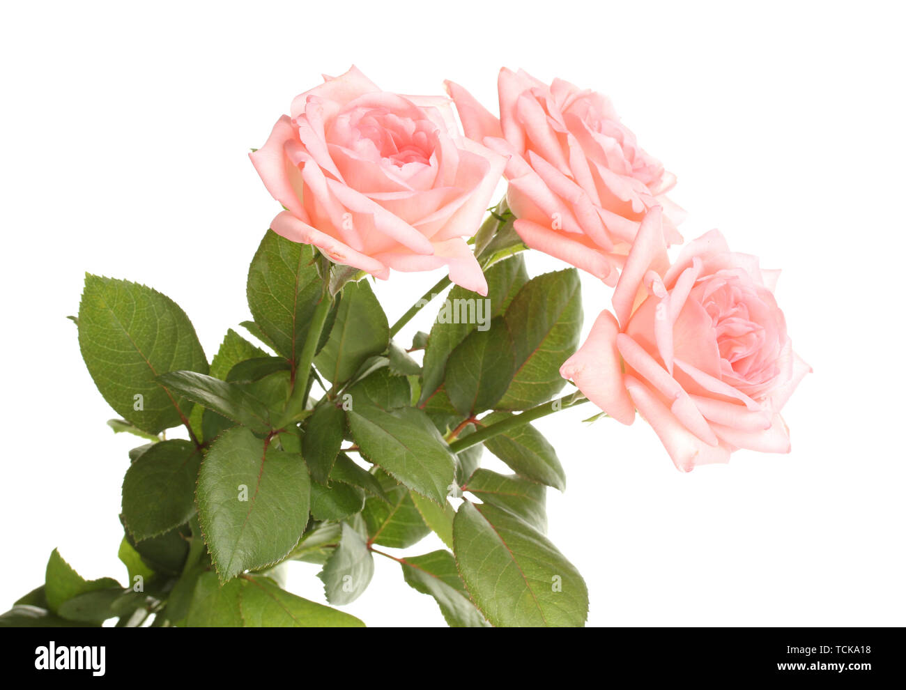 Pink roses isolated on white Stock Photo - Alamy