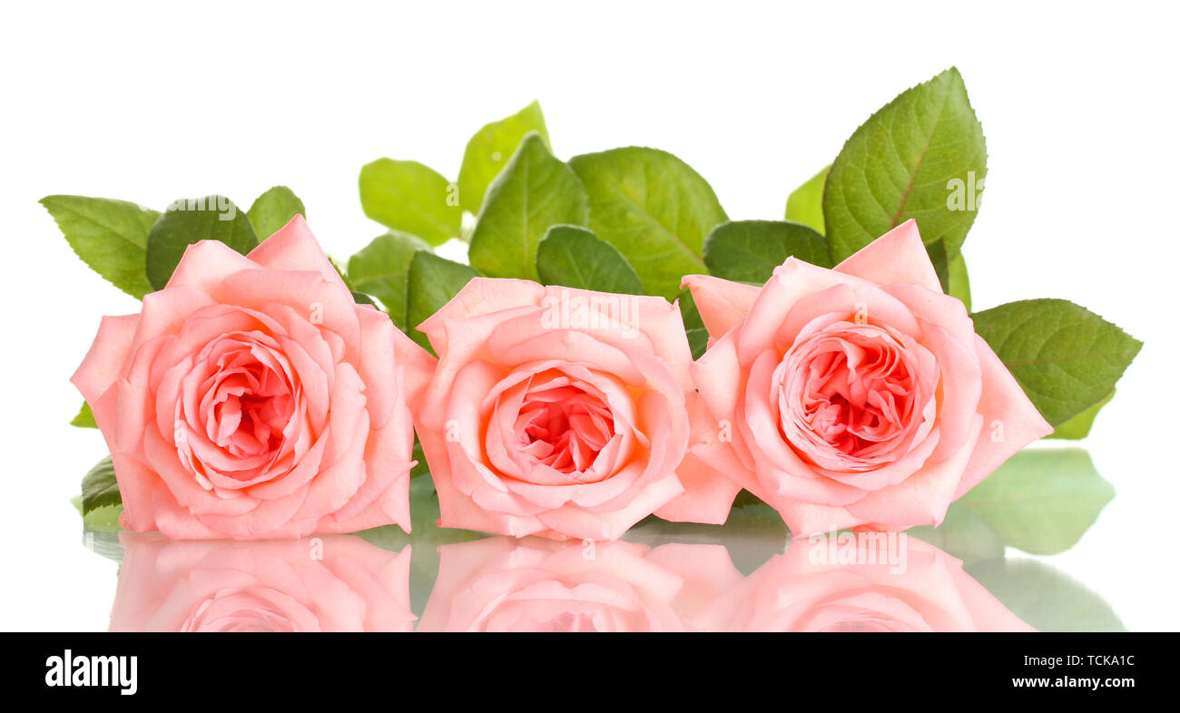 Pink roses isolated on white Stock Photo - Alamy