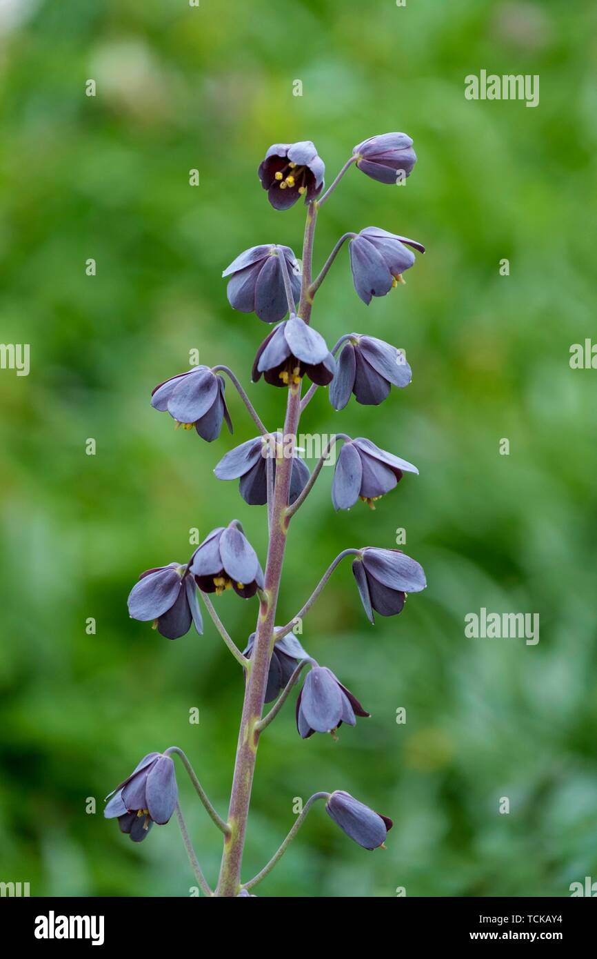 Fritillaria persica (Fritillaria persica), plum blue, Munsterland, North Rhine-Westphalia, Germany Stock Photo