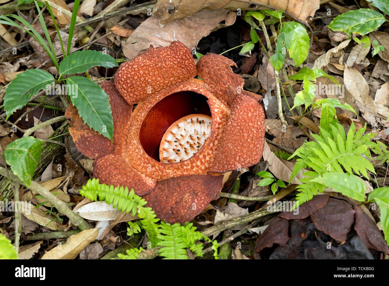 Corpse lily (Rafflesia arnoldii), largest flower in the plant kingdom ...