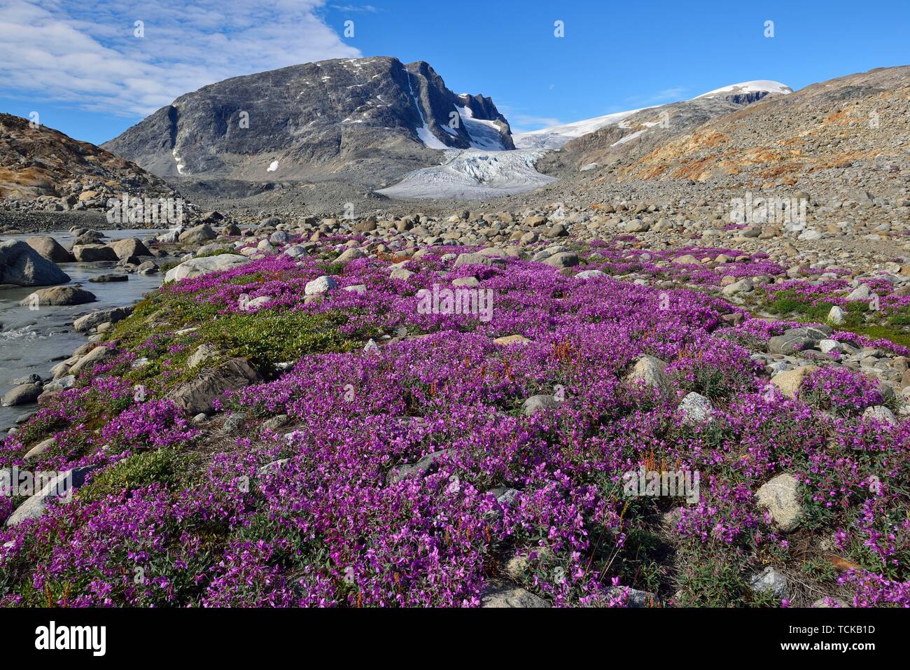 Arctic summer flowers in front of glacier, Johan Petersen Fjord, East Greenland, Greenland Stock Photo