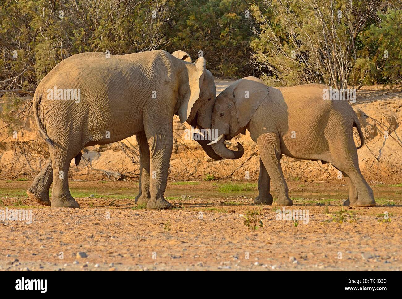 Namibian Desert elephants (Loxodonta africana), Bull and cow, Hoarusib River, Namib Desert, Kaokoland, Kaokoveld, Kunene Province, Namibia Stock Photo