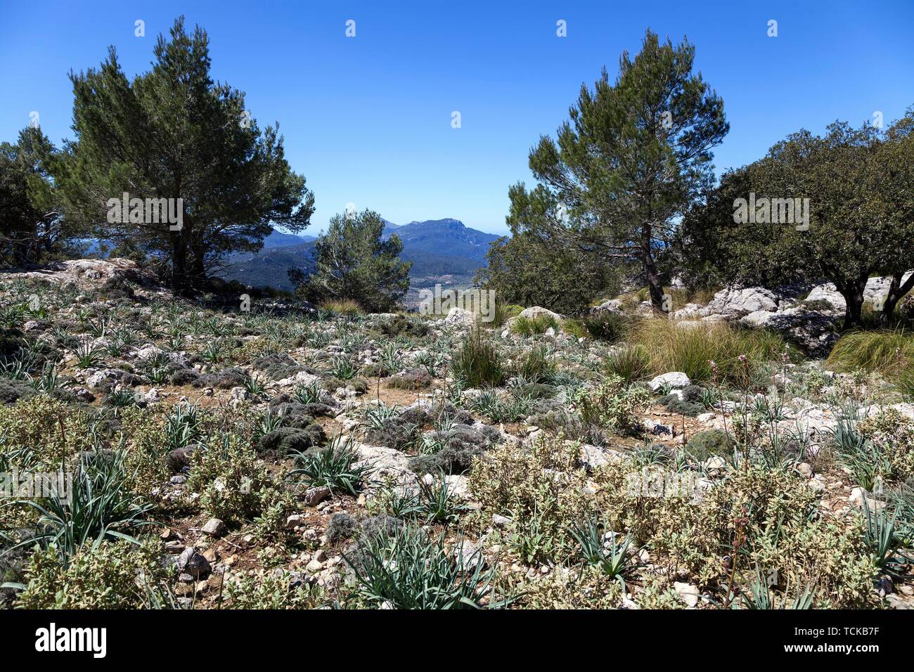 Southern vegetation in the Serra de Tramuntana, near Valldemossa, Majorca, Balearic Islands, Spain Stock Photo