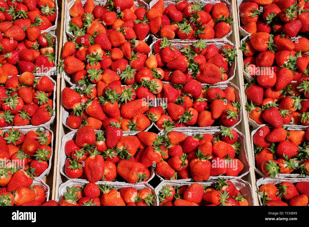 Freshly harvested strawberries for sale in portions in trays, Baden-Wurttemberg, Germany Stock Photo