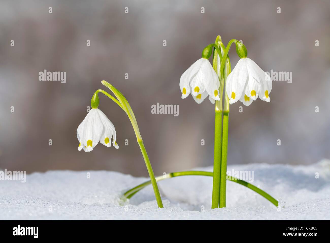 Spring snowflake (Leucojum vernum) on snow-covered ground, Tyrol, Austria Stock Photo