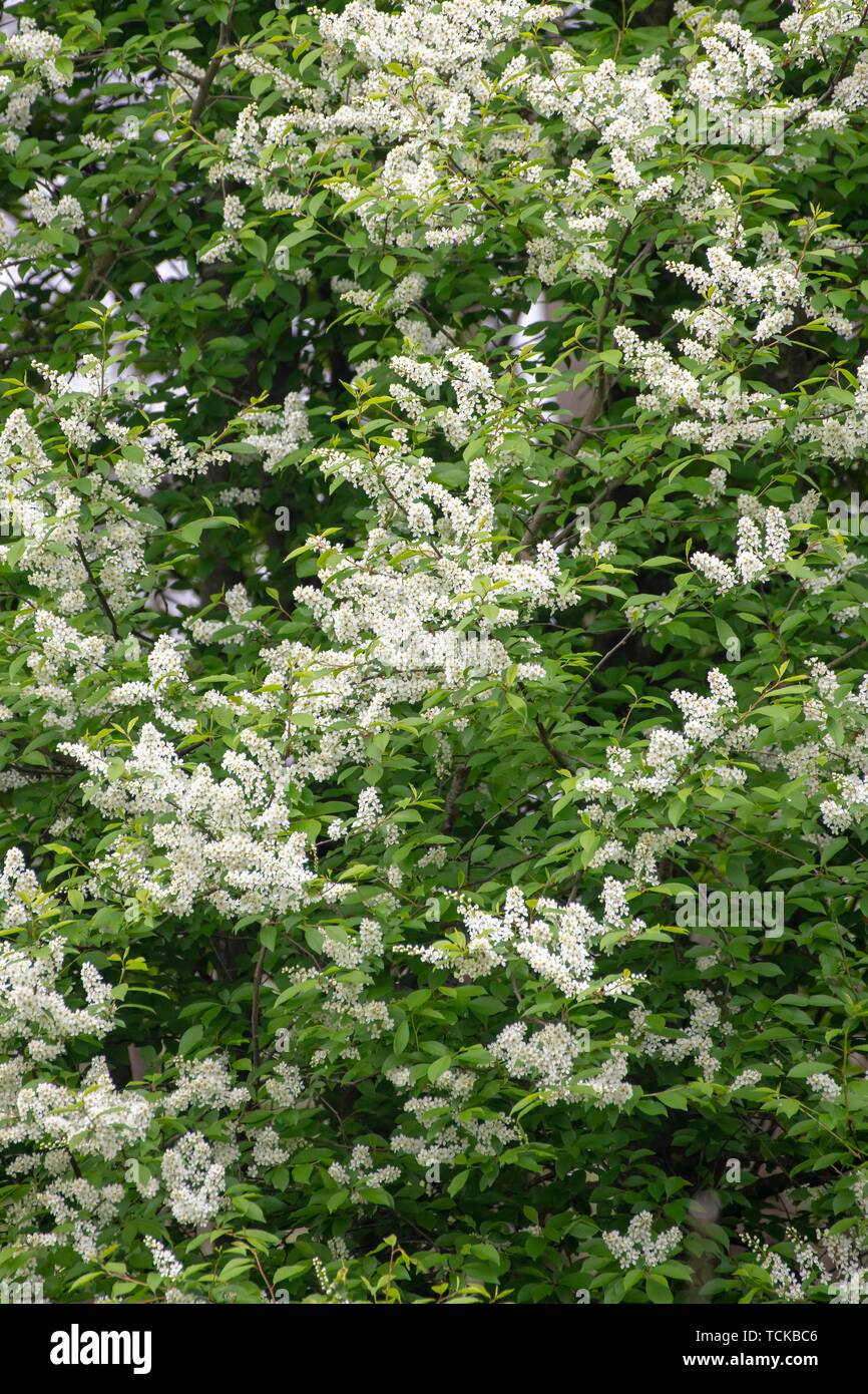 European Bird Cherry (Prunus padus) with white flowers, Burgenland, Austria Stock Photo