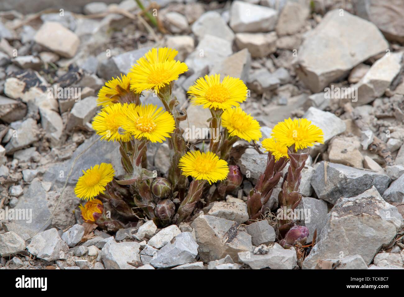 Coltsfoot (Tussilago farfara) grows on gravel soil, Kelberg, Karwendel Mountains, Tyrol, Austria Stock Photo
