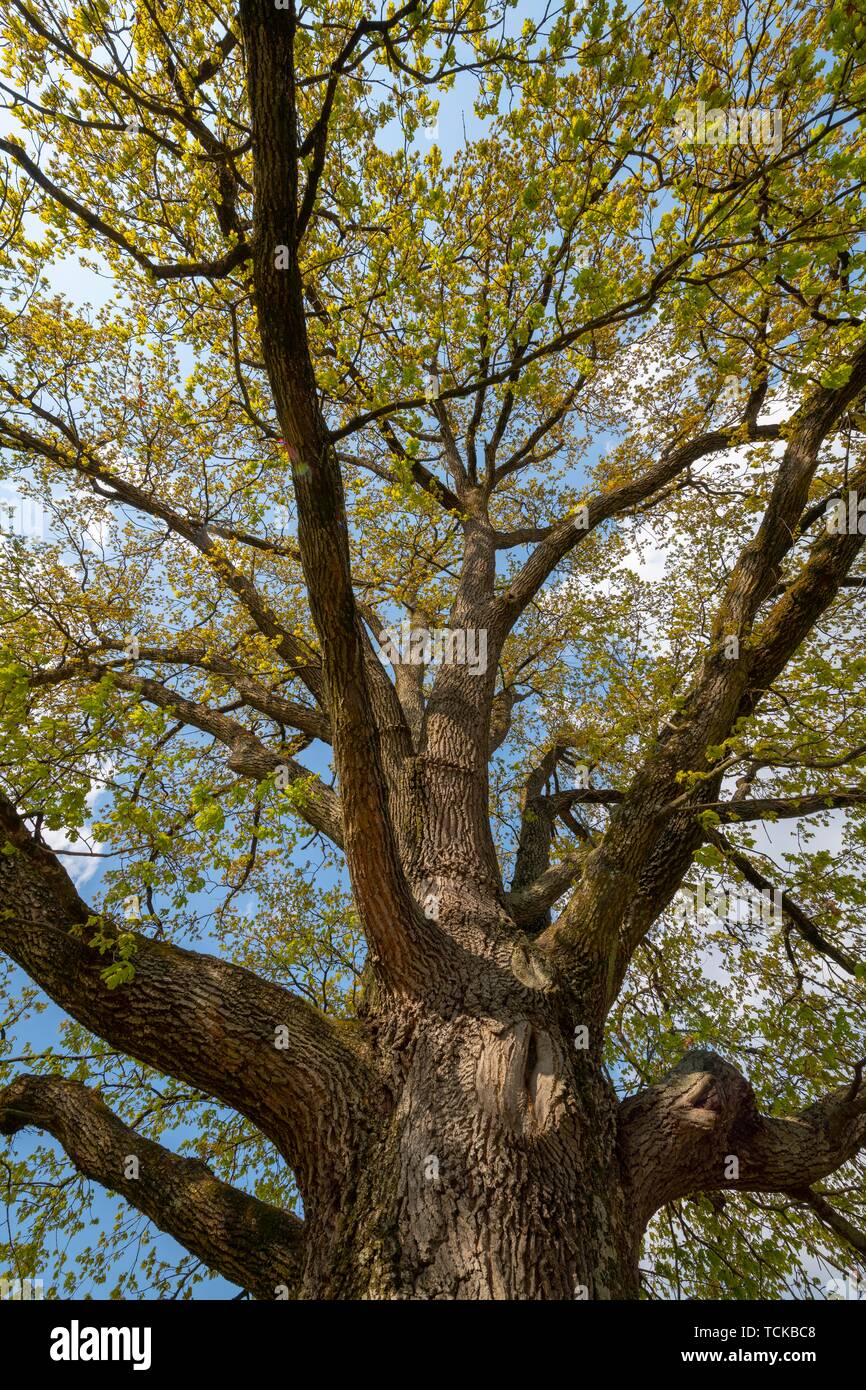 Tree crown of a English oak (Quercus robur) with the first leaves in spring, Styria, Austria Stock Photo
