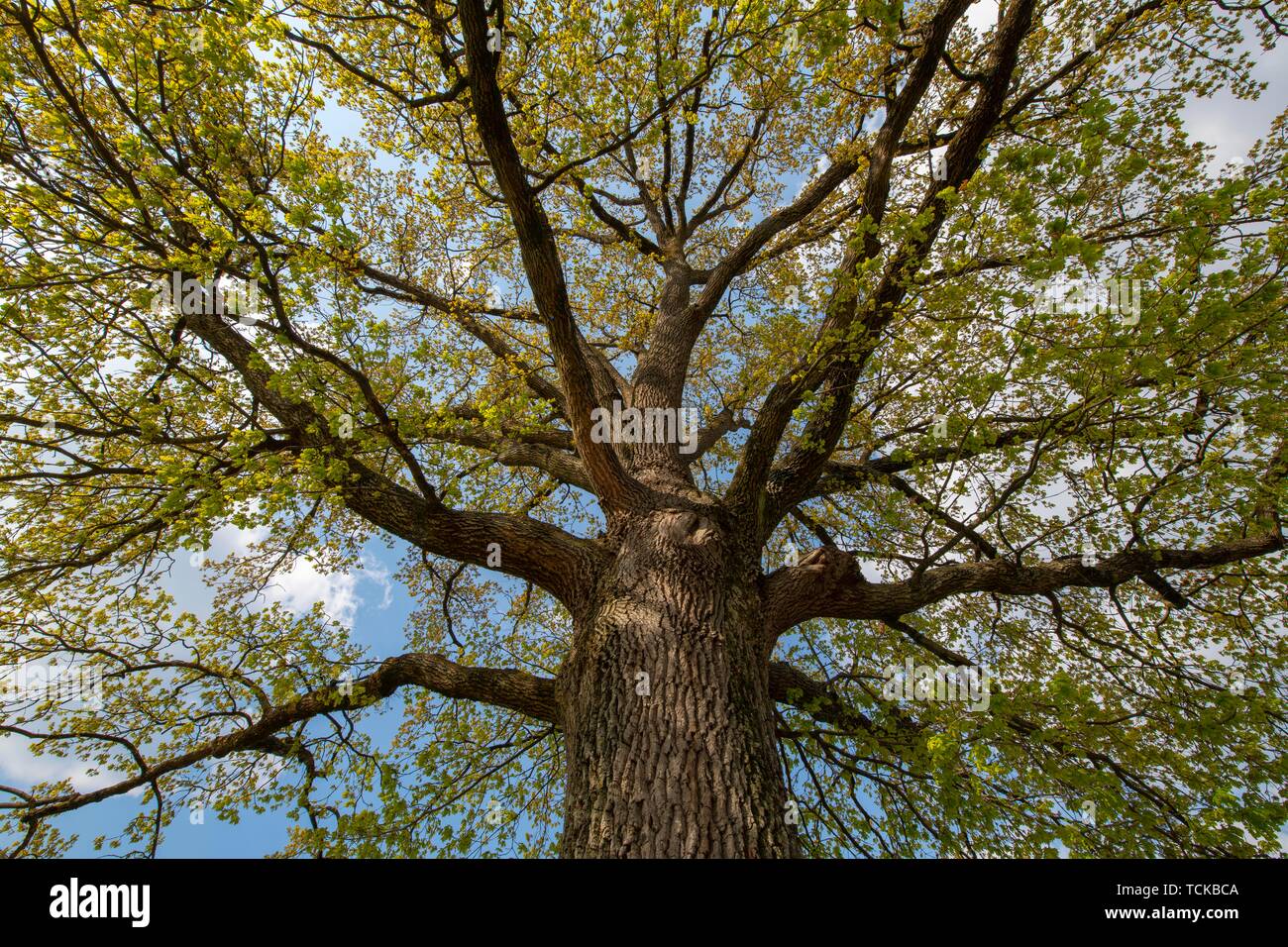 Tree crown of a English oak (Quercus robur) with the first leaves in