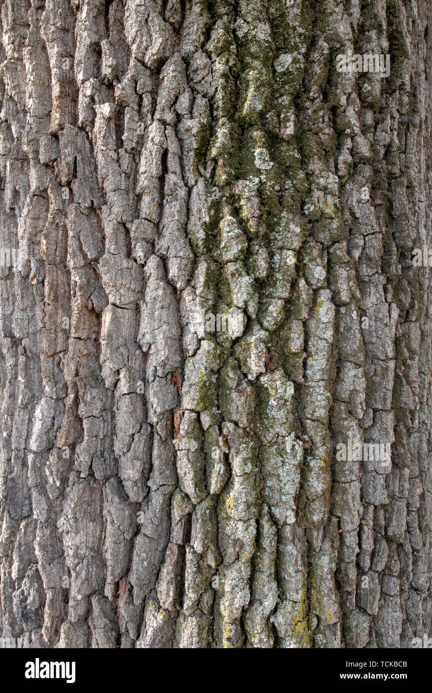 English oak (Quercus robur), detail, bark, Styria, Austria Stock Photo