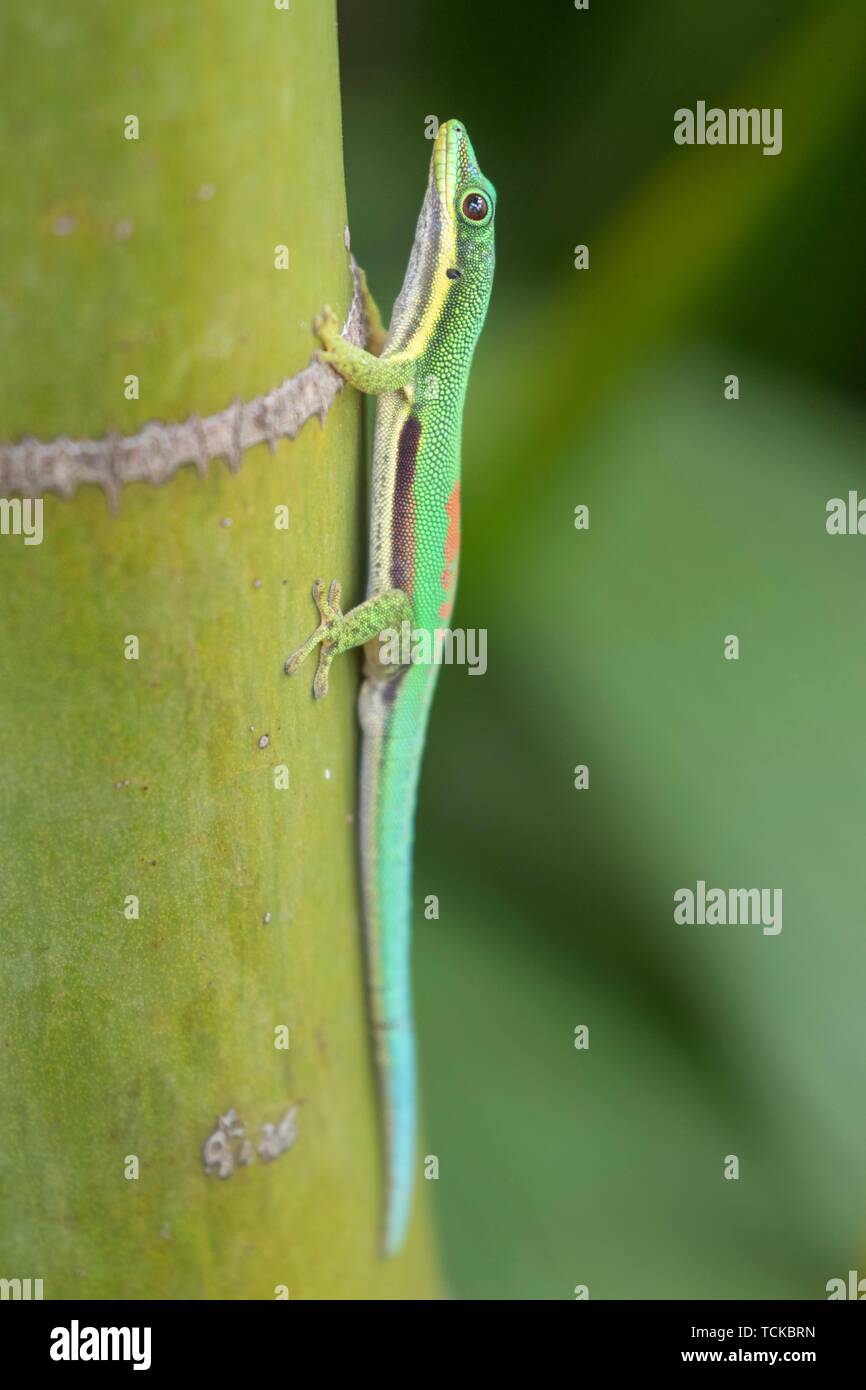 Madagascar giant day gecko (Phelsuma grandis) on bambus, Andasibe Nationalpark, Madagascar Stock Photo