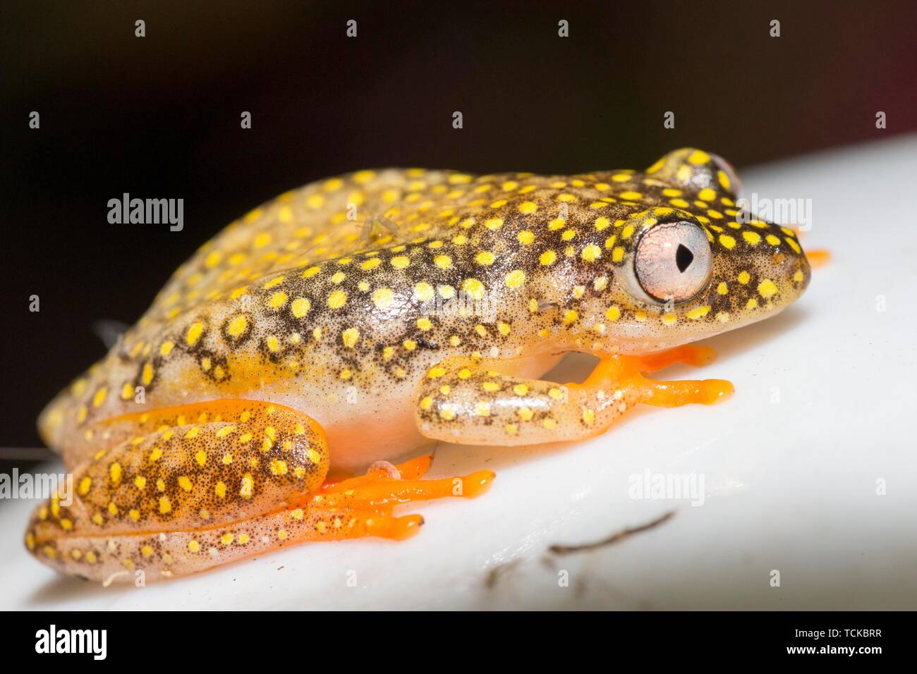 Betsileo reed frog (Heterixalus betsileo), Andasibe Nationalpark, Madagascar Stock Photo