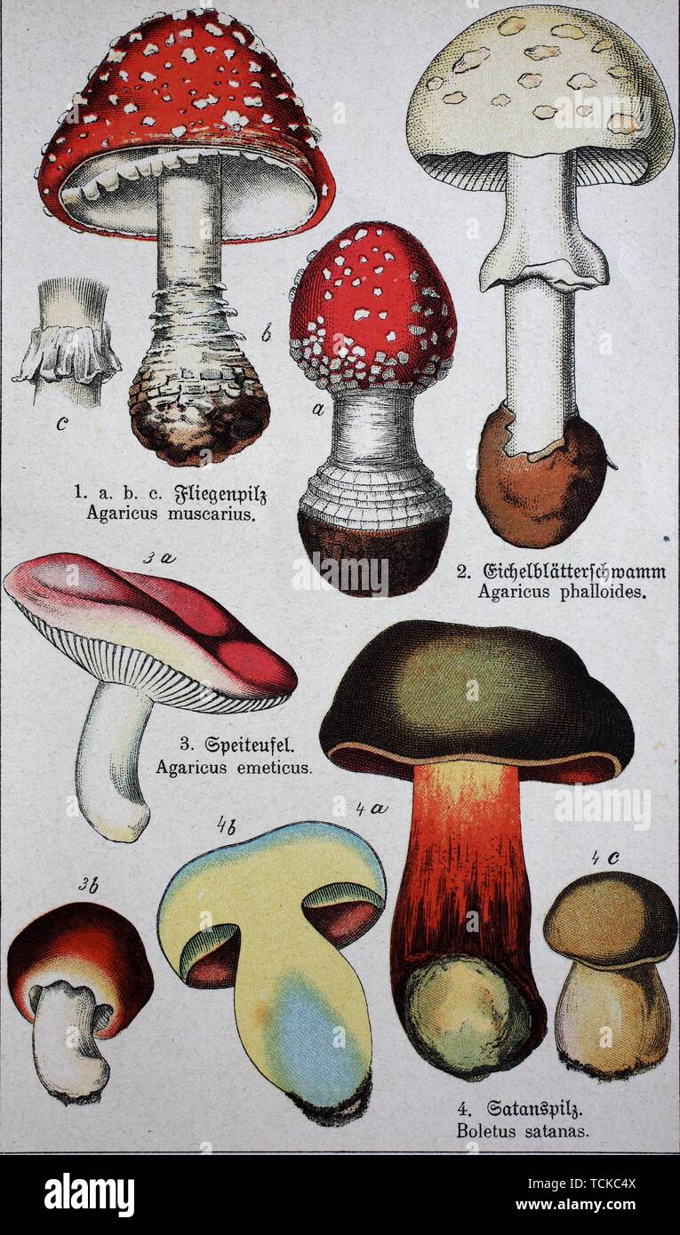 Poisonous mushrooms, Amanita muscaria, commonly known as the fly agaric or fly amanita, Amanita phalloides, commonly known as the death cap, Russula Stock Photo