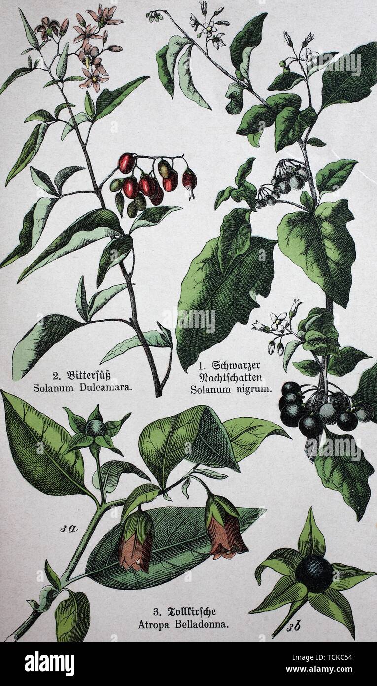 Poisonous plants, Solanum dulcamara, also known as bittersweet, bittersweet nightshade, bitter nightshade, blue bindweed, Amara Dulcis, climbing Stock Photo