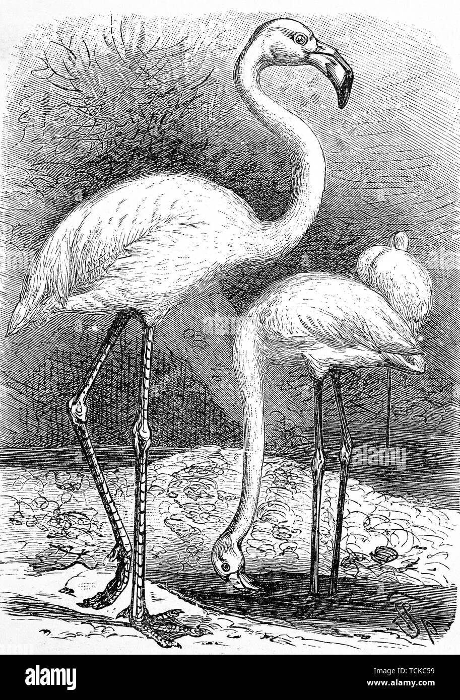 Greater flamingo, (Phoenicopterus roseus), 1889, historical woodcut, France Stock Photo