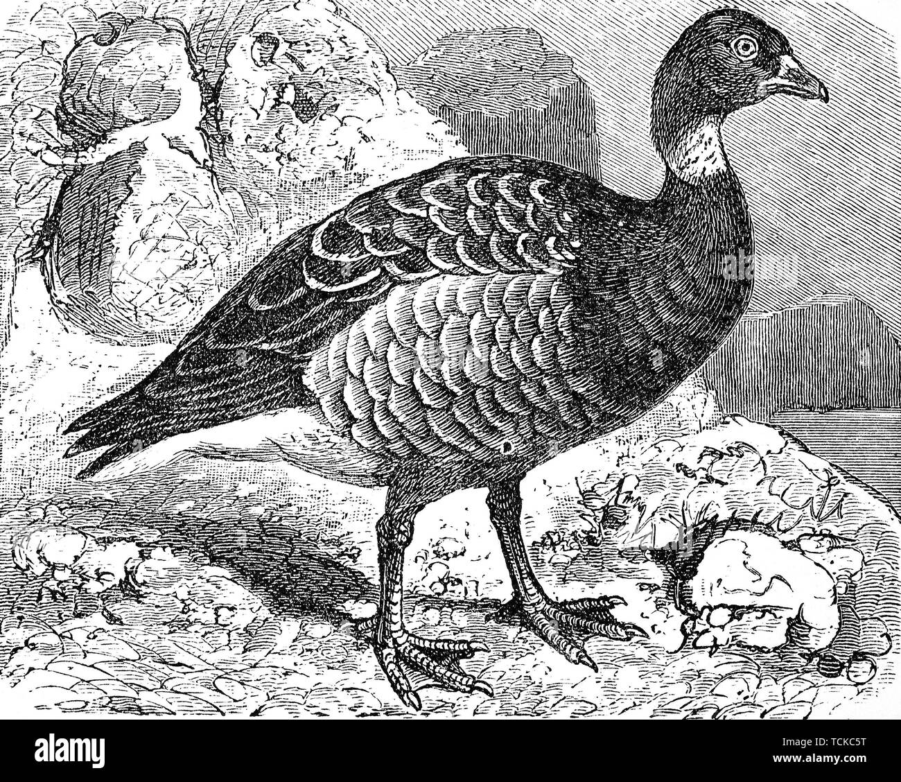 Black brant goose hi-res stock photography and images - Alamy