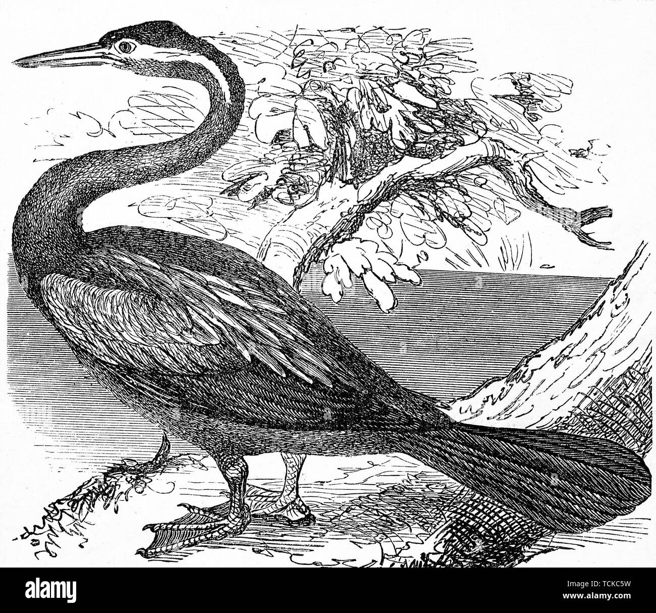 Anhinga, snakebird, darter, American darter, or water turkey, Schlangenhalsvogel, 1889, historical woodcut, France Stock Photo
