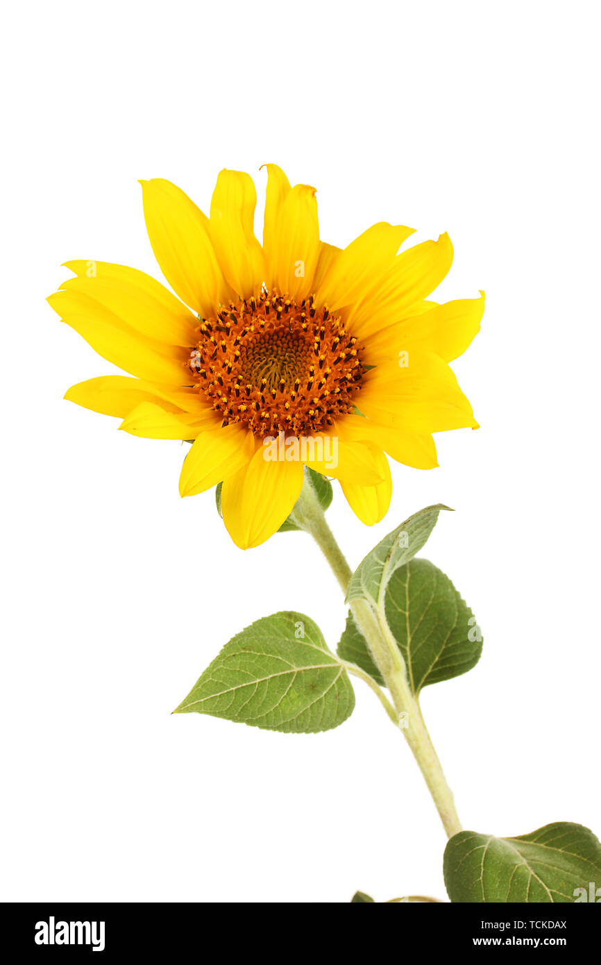 beautiful sunflower, isolated on white Stock Photo - Alamy