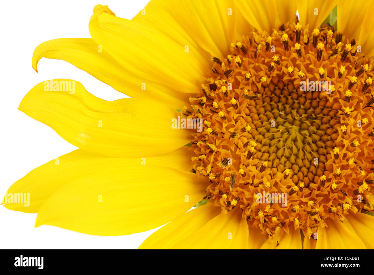beautiful sunflower, isolated on white Stock Photo - Alamy