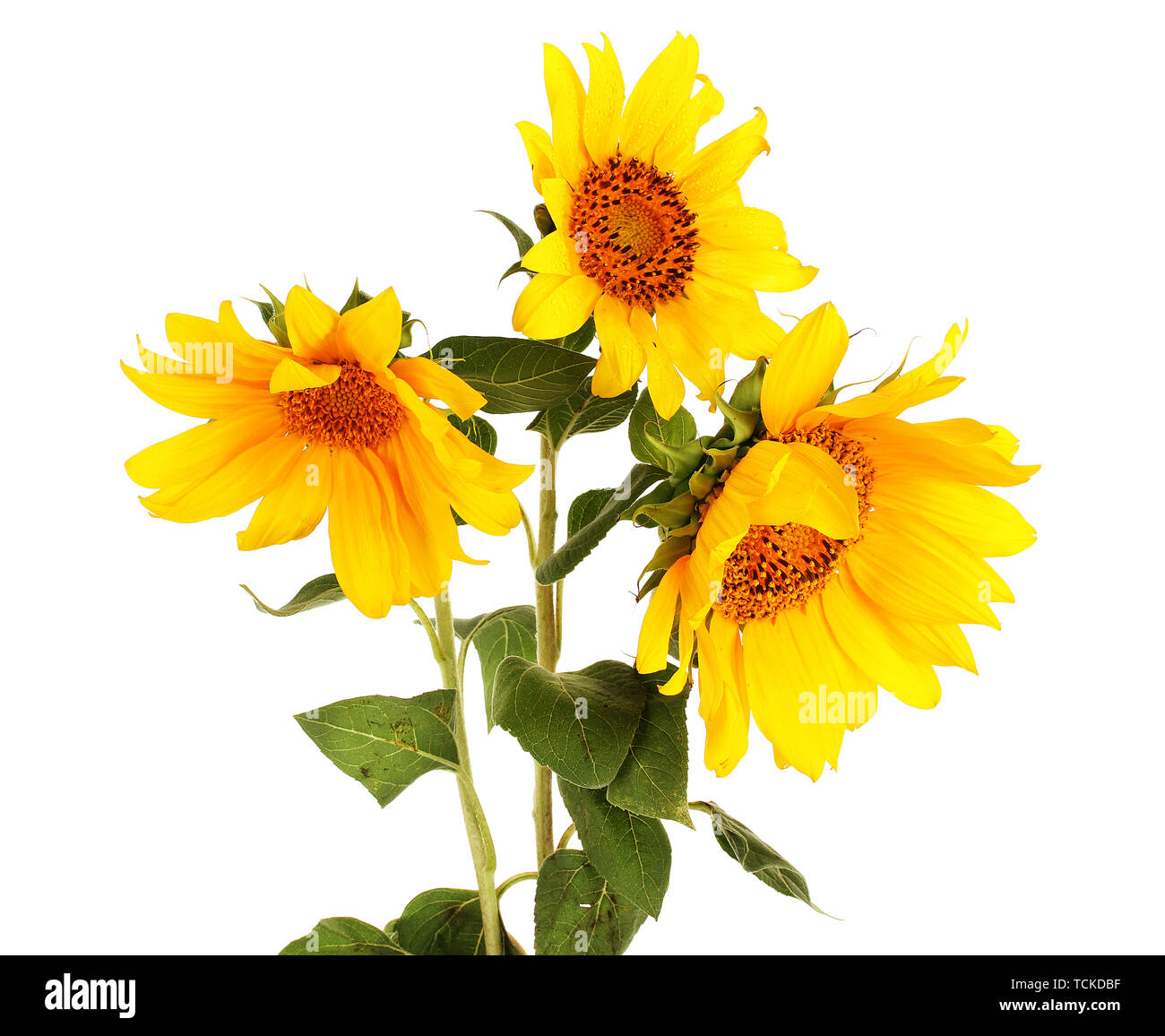 beautiful sunflowers, isolated on white Stock Photo - Alamy