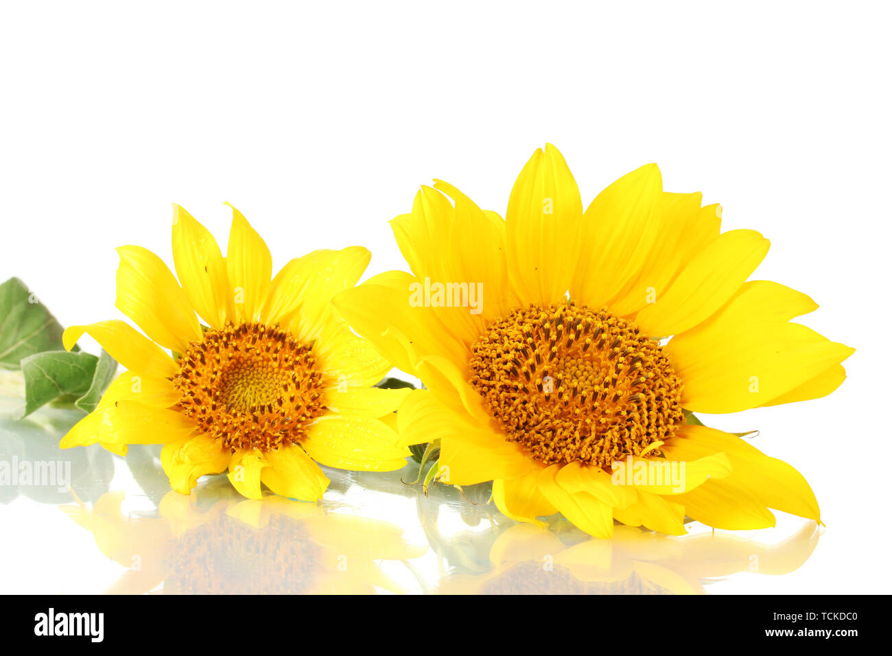 beautiful sunflowers, isolated on white Stock Photo