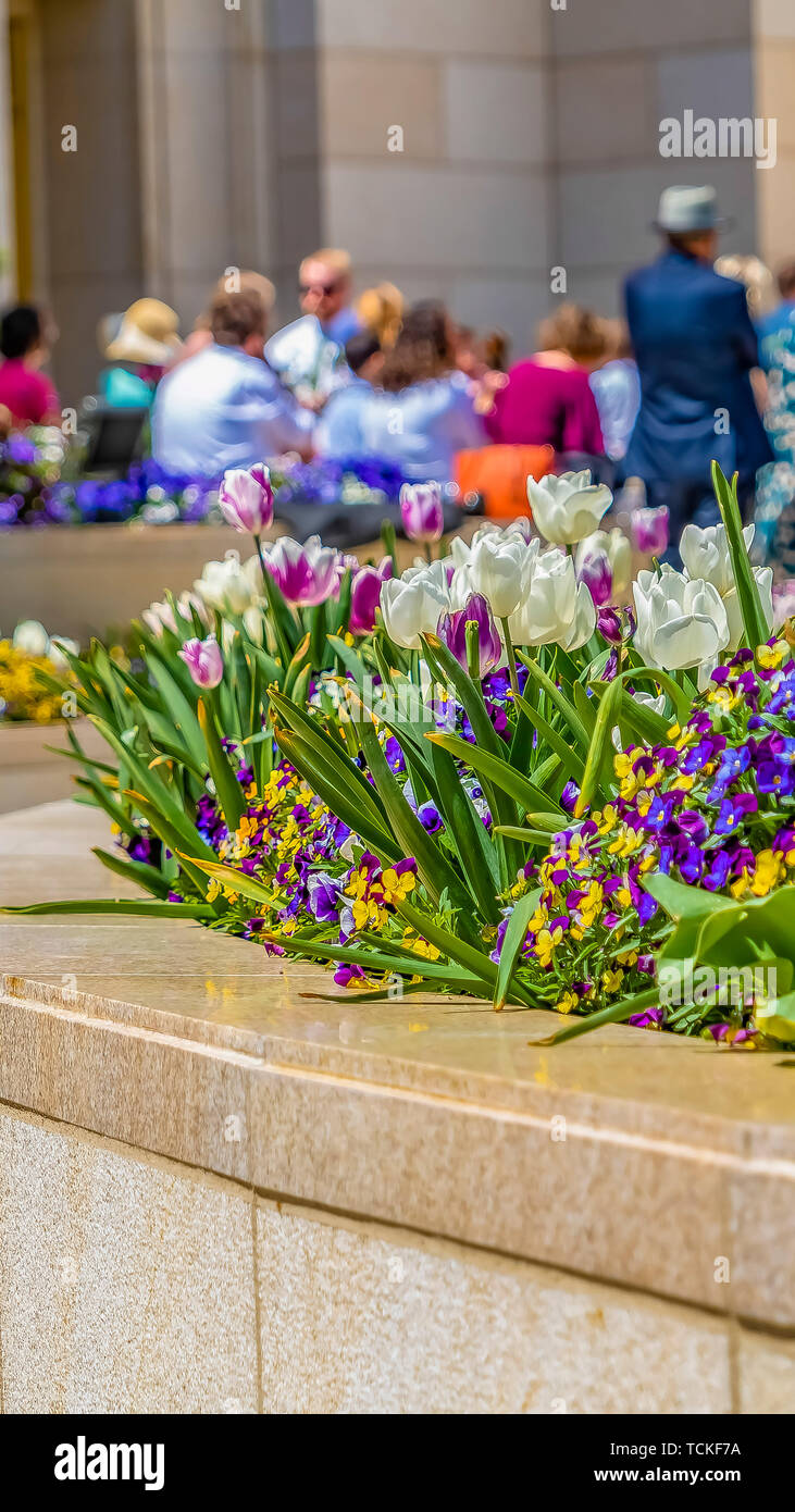 Panorama Ravishing tulips and small flowers at a garden on a sunny day Stock Photo