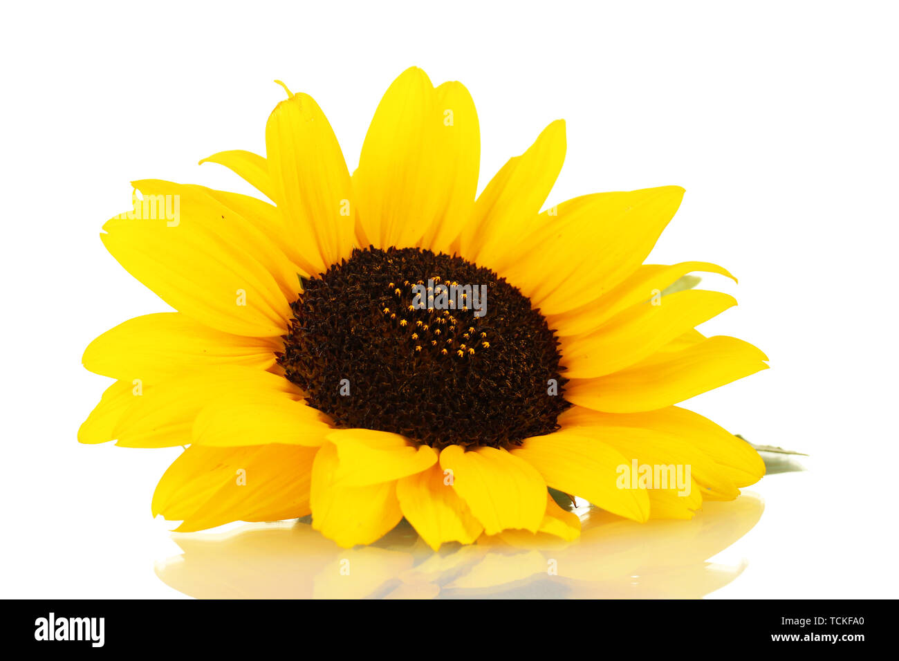 beautiful sunflower, isolated on white Stock Photo - Alamy