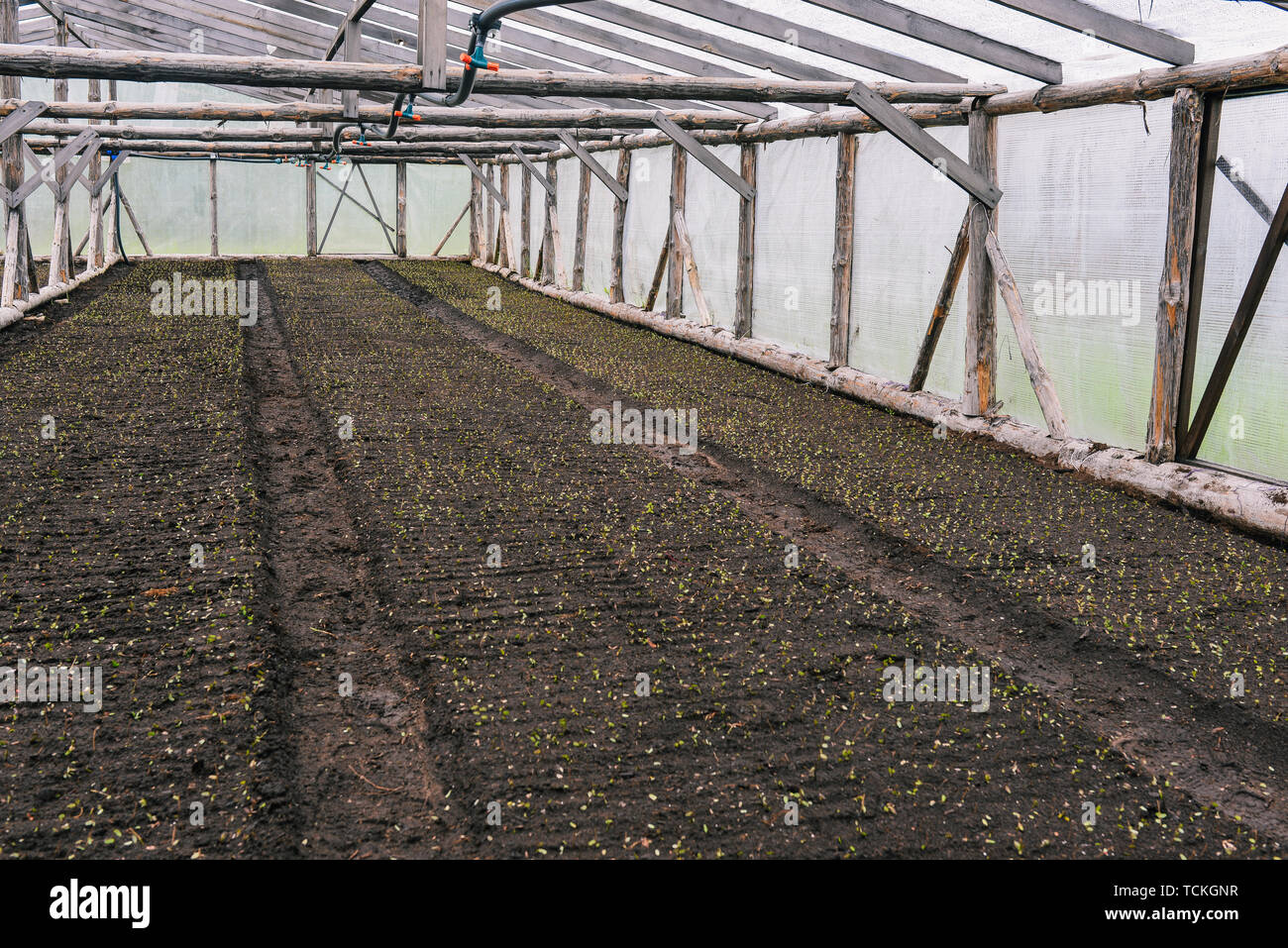 Large greenhouse with young plant sprouts. Green shoots grow from the ground. The concept of