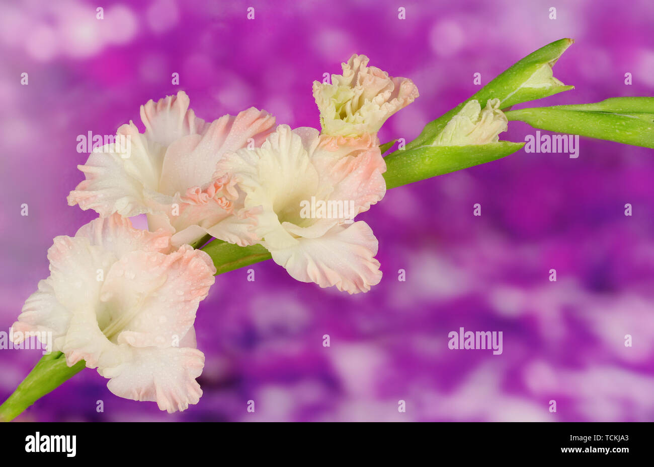 branch of pale pink gladiolus on purple background close-up Stock Photo