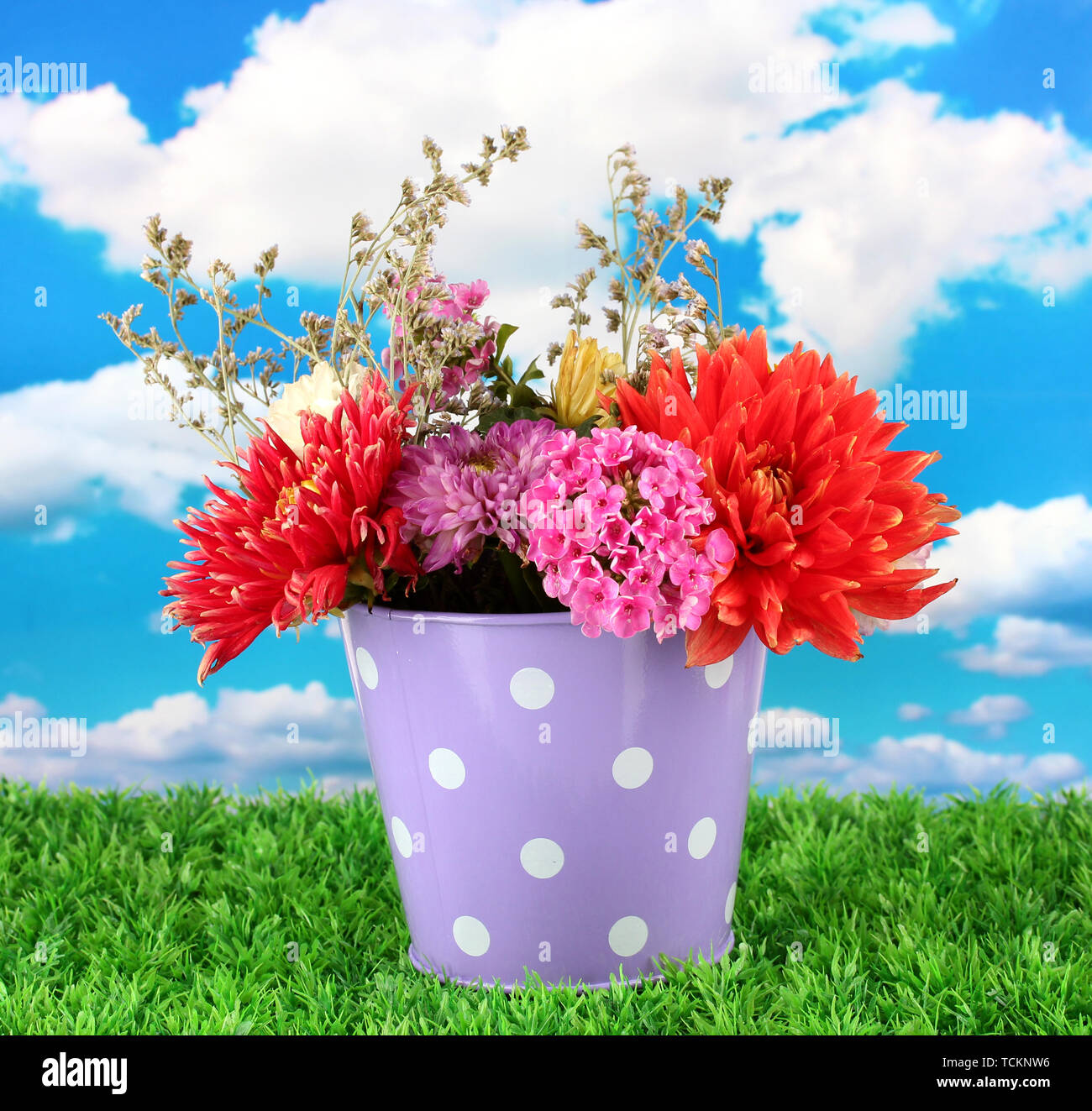 Purple Roses Bucket Purple bucket with white polka-dot with flowers on sky background Stock ...