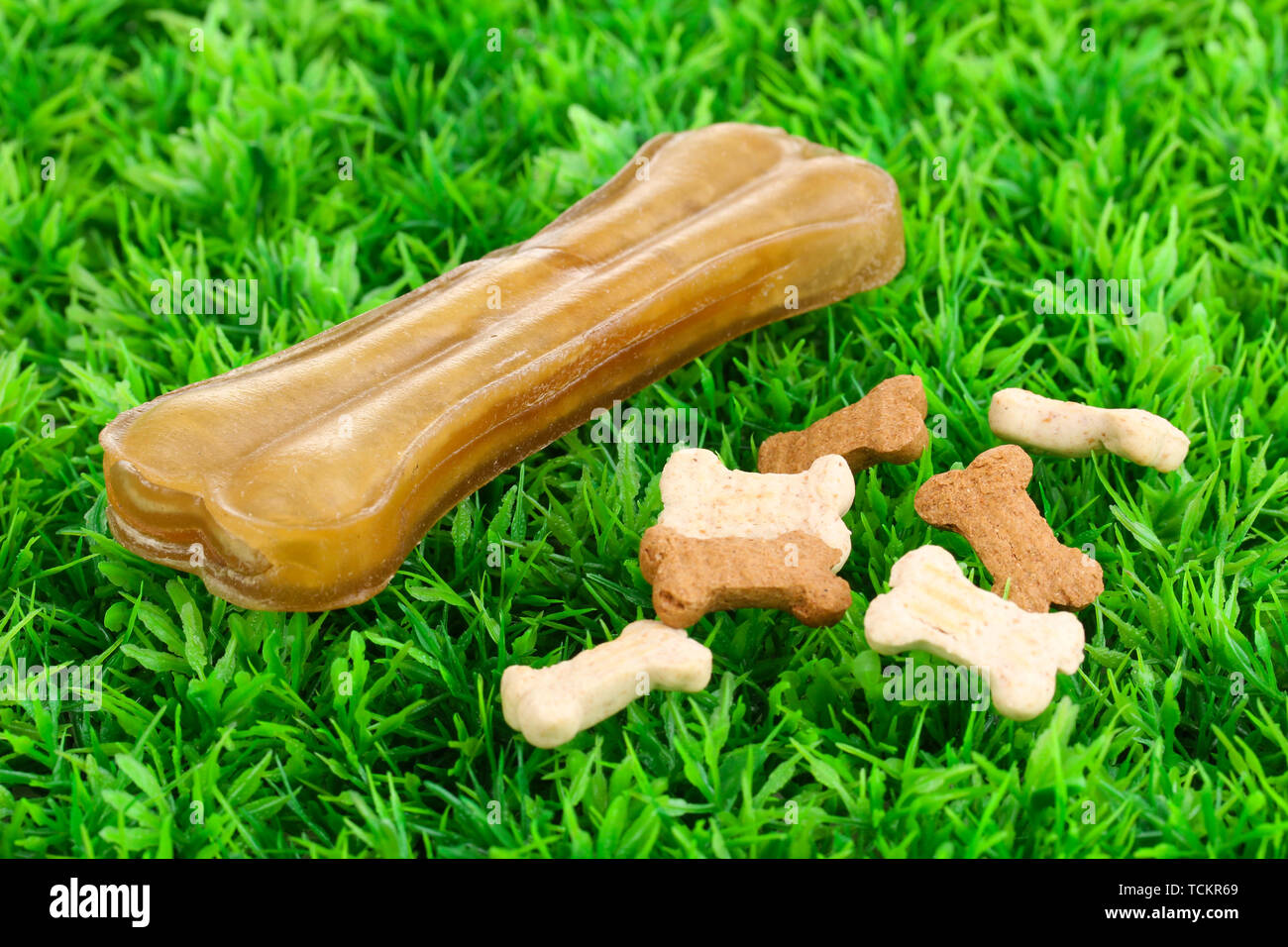 Small Dog Big Bone High Resolution Stock Photography and Images Alamy