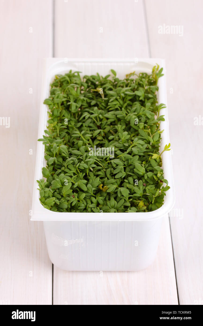 Cress sprouts in plastic box hi-res stock photography and images - Alamy