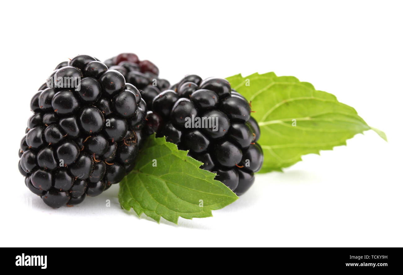 beautiful blackberries with leaf isolated on white Stock Photo Alamy