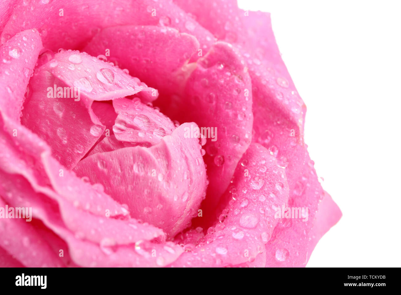 beautiful pink rose with drops, close up Stock Photo - Alamy
