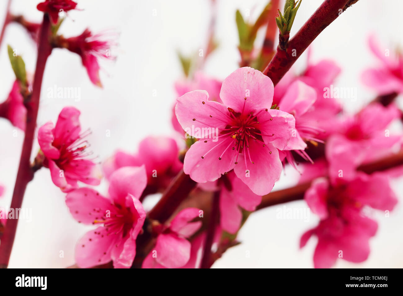 Orchard bloomed peach trees hi-res stock photography and images - Alamy