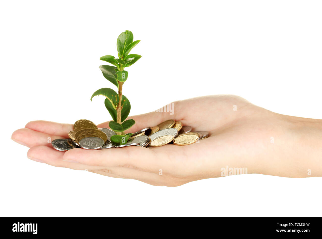 Hand holding coin tree Cut Out Stock Images & Pictures - Alamy