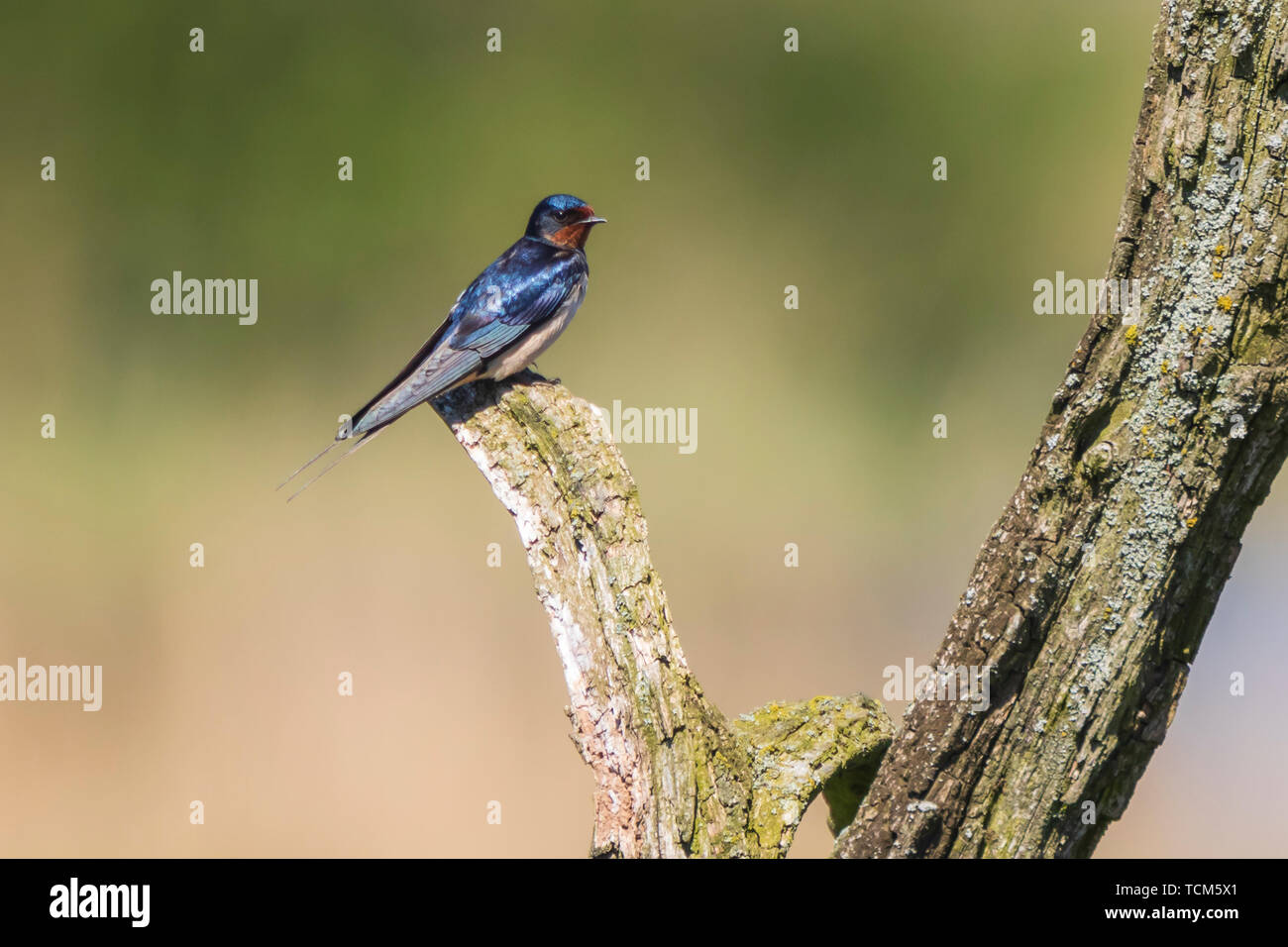 BBarn Swallow bird (Hirundo rustica) perched on a wooden log during Springtime. A large group of these barn swallows foraging and hunts insects and ta Stock Photo