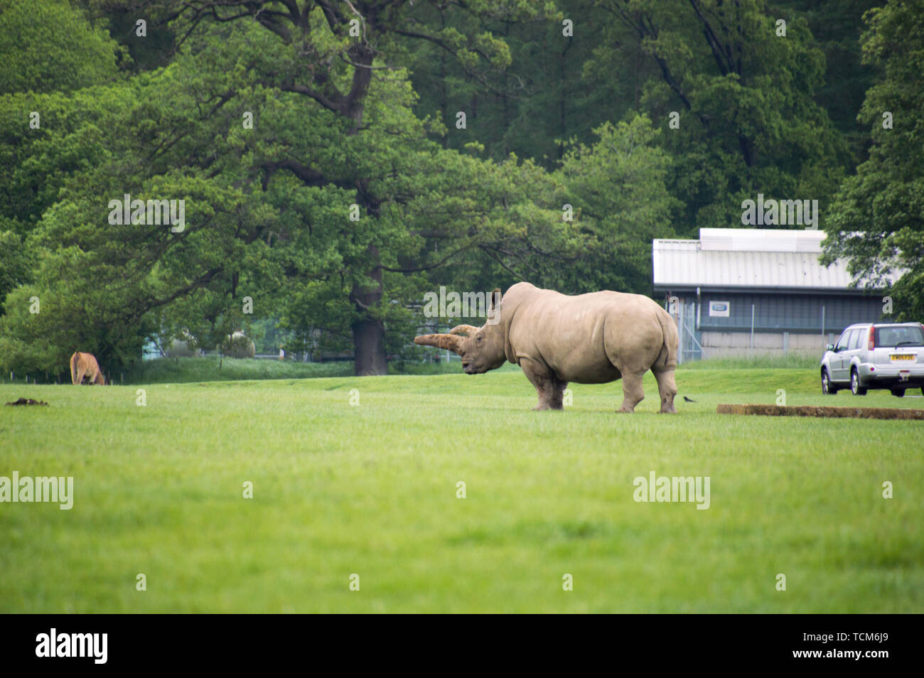 Southern White Rhino (Rhinocerotidae) at Woburn safari park Stock Photo