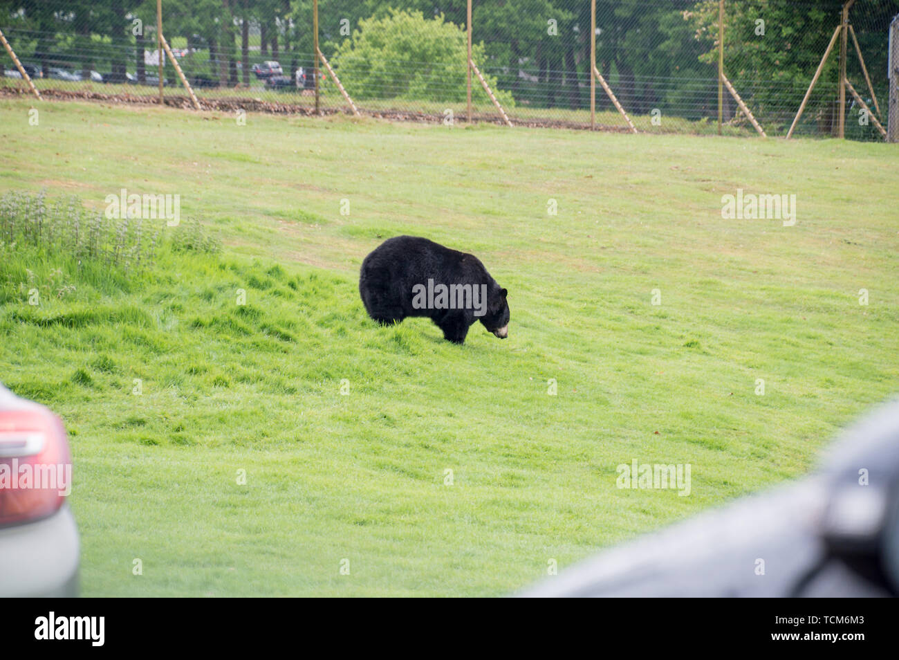 North American Black Bear (Ursidae) at woburn safari park Stock Photo