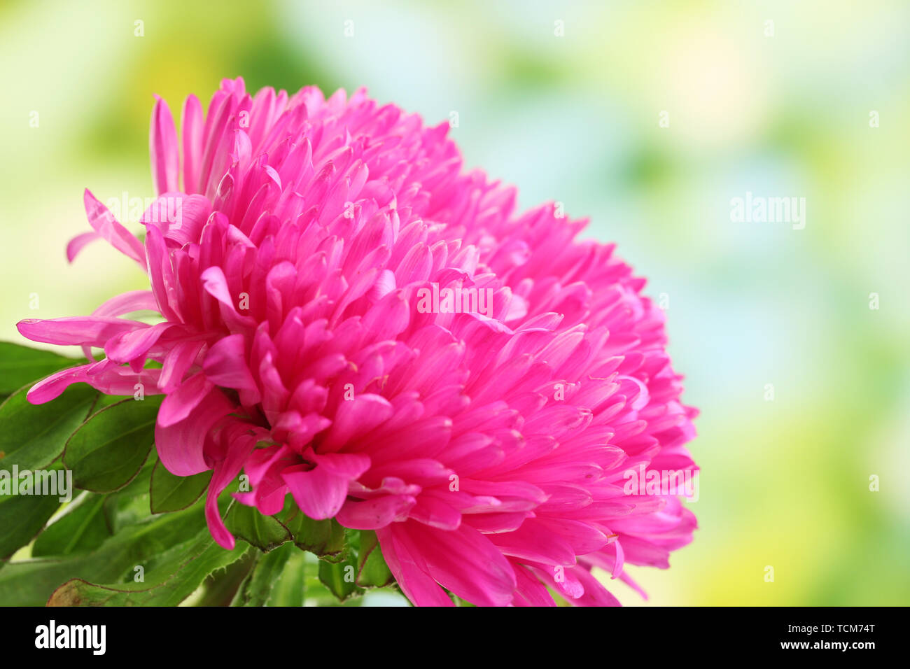 beautiful aster flower, on green background Stock Photo