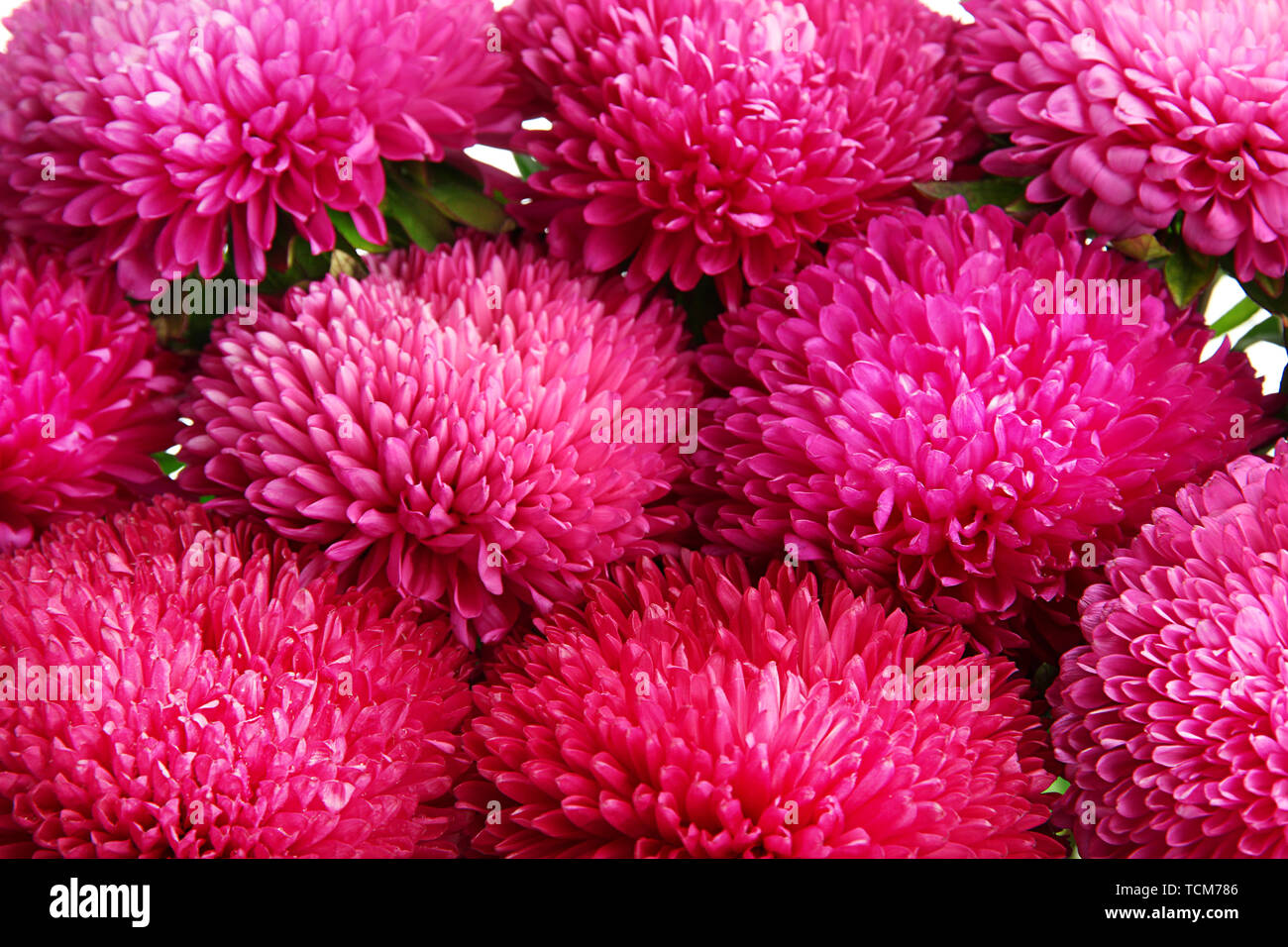 pink aster flowers, close up Stock Photo