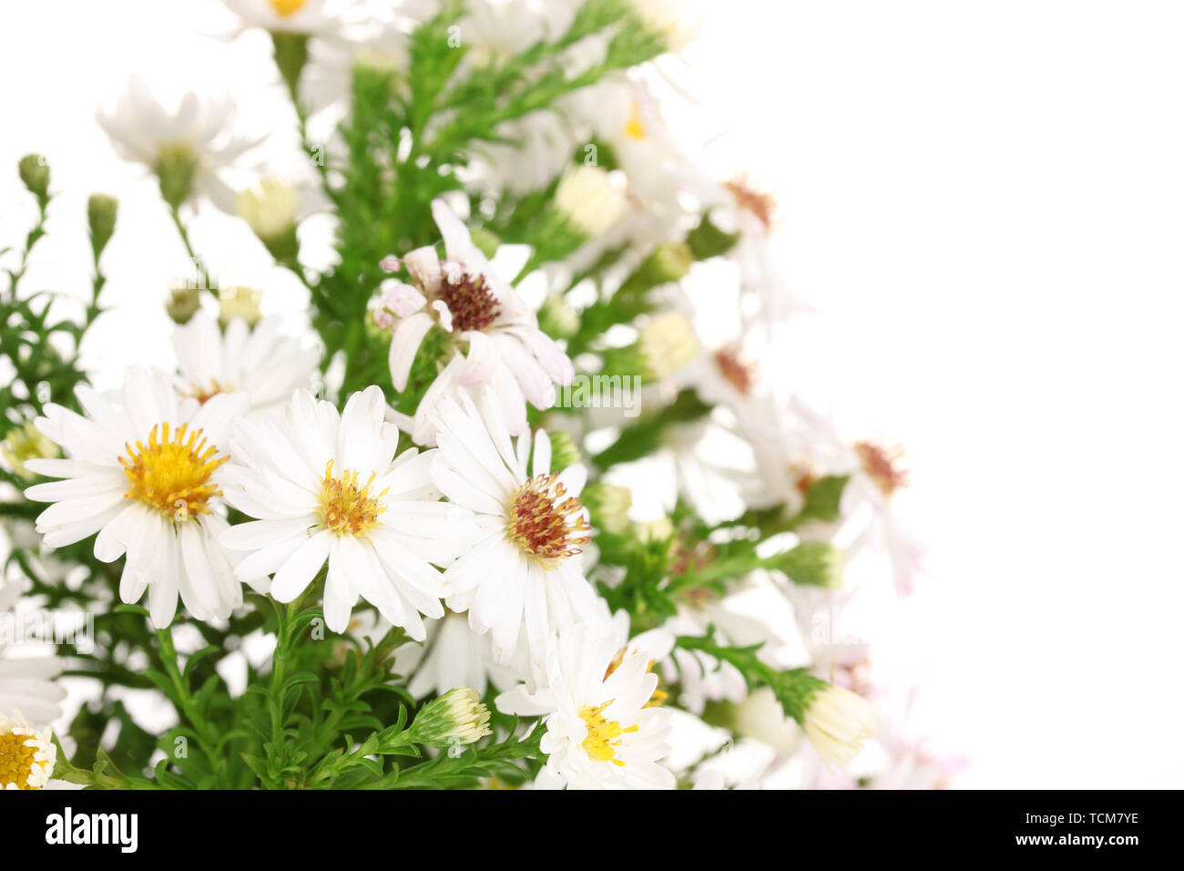 beautiful white flowers isolated on white Stock Photo - Alamy