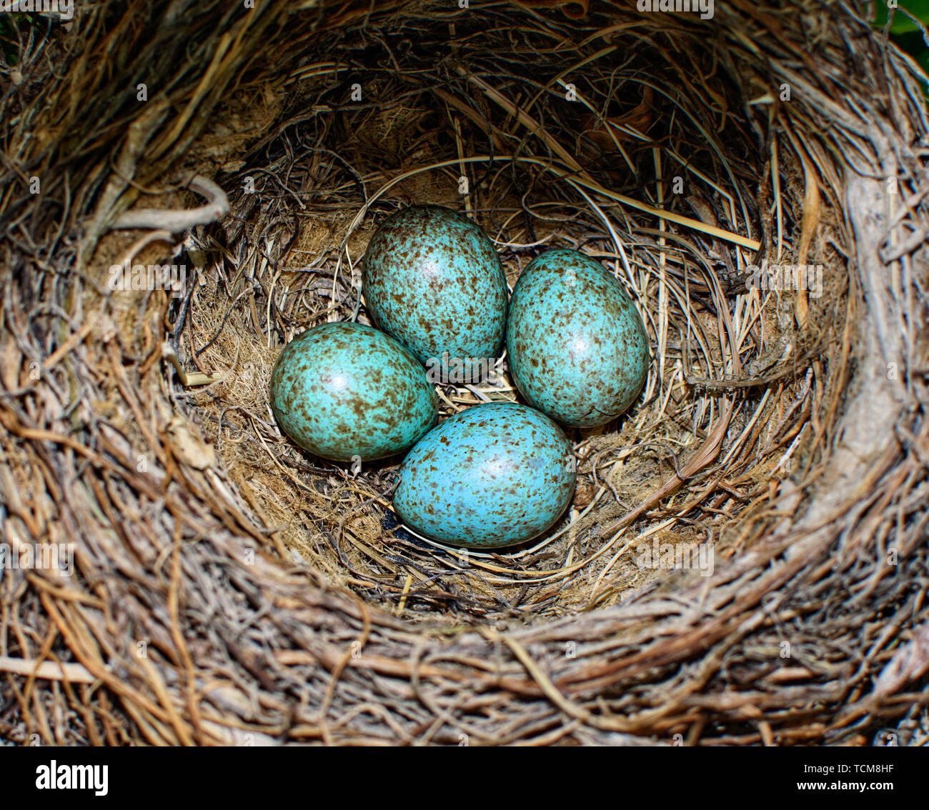 The Common Blackbird Turdus Merula Blue Colored Eggs In A Nest Close Up Blue Eggs In Nest Of The Black Bird Or Eurasian Blackbird In Spain 19 Stock Photo Alamy The Common Blackbird Turdus Merula Blue Colored Eggs In A Nest Close Up Blue Eggs In Nest Of The Black Bird Or Eurasian Blackbird In Spain 19 Stock Photo Alamy