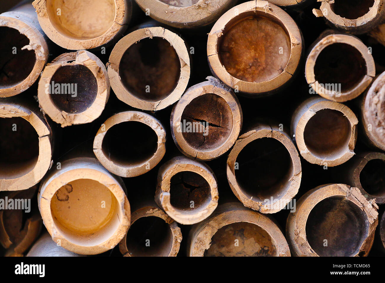 A woman's bra (brassiere) is hanging on a bamboo pole at the University of  Agriculture in Kampong Cham, Cambodia Stock Photo - Alamy