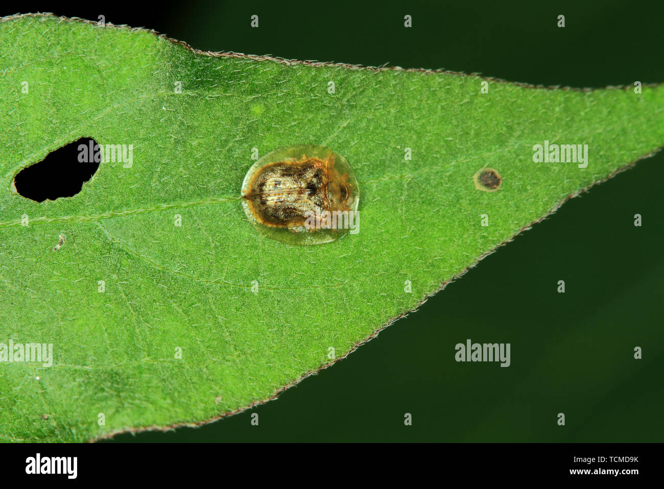 Tortoise shell beetle hi-res stock photography and images - Alamy