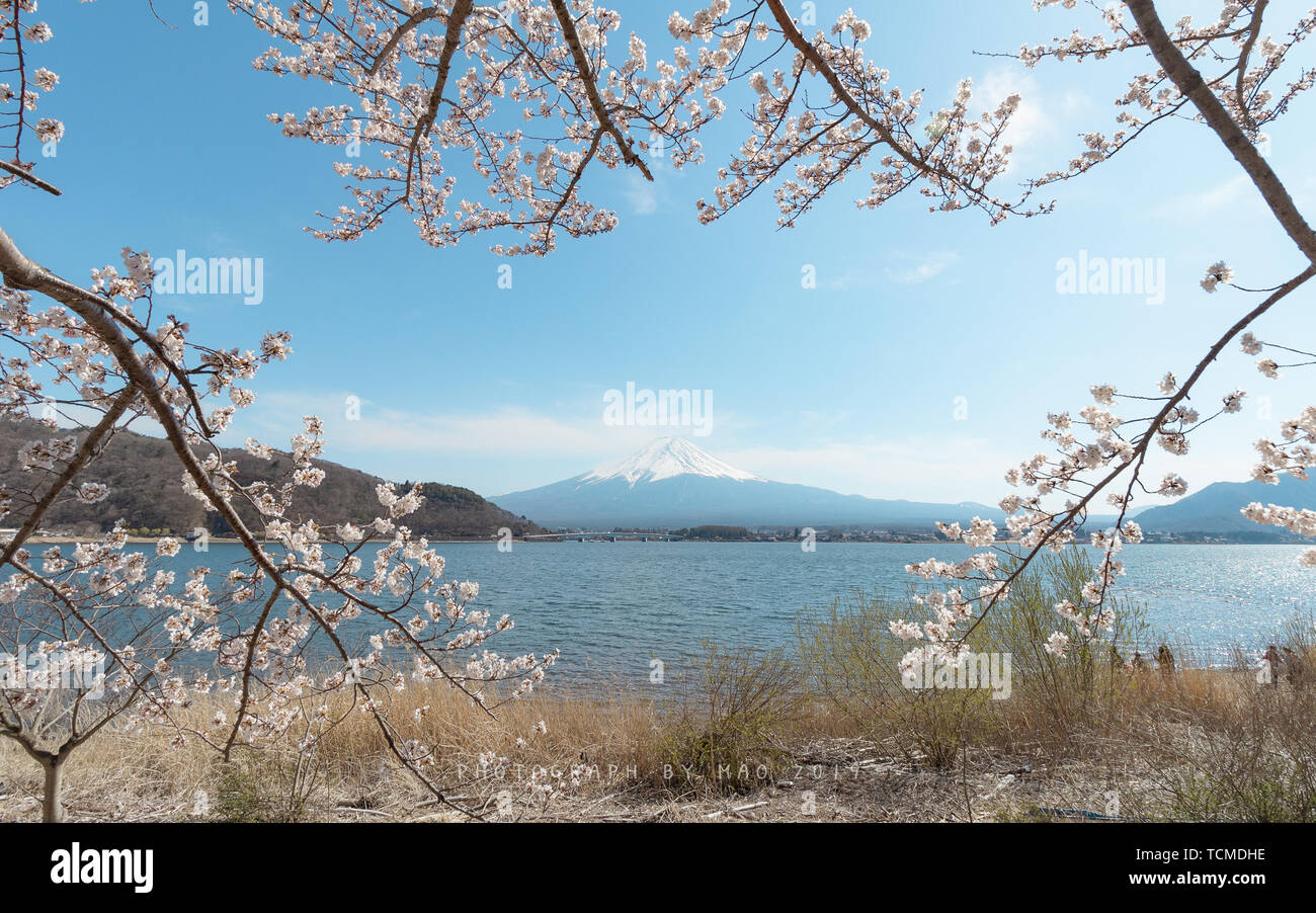 Mount Fuji cherry blossoms Stock Photo - Alamy